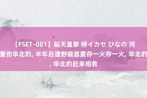 【FSET-081】脳天直撃 極イカセ ひなの 河南须眉救重伤华北豹, 半年后遭野狼首要存一火存一火, 华北豹赶来相救
